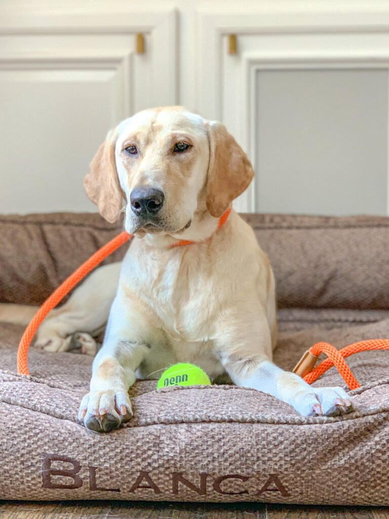 A yellow Labrador resting on a dog bed
