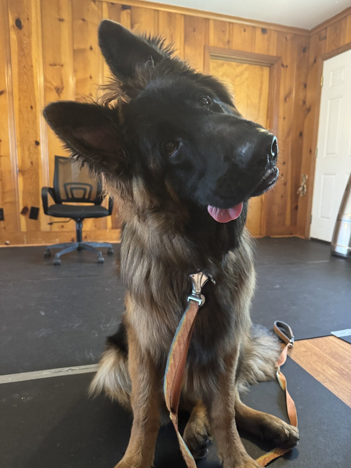 A German shepherd sitting indoors