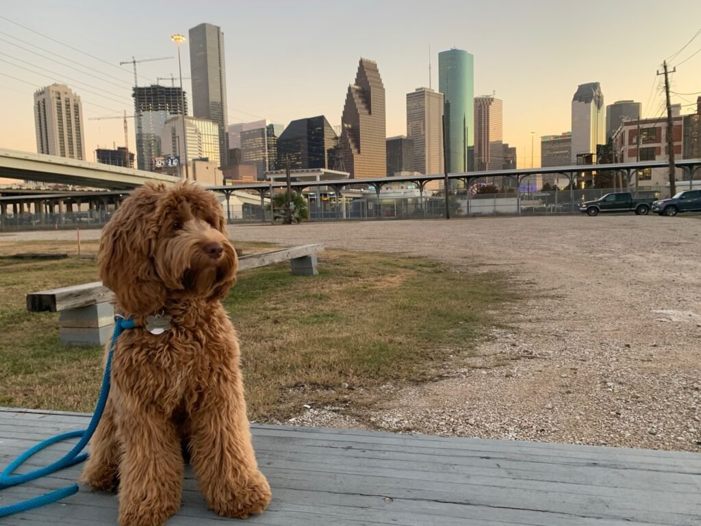 A leashed dog sitting with the Houston skyline in the background