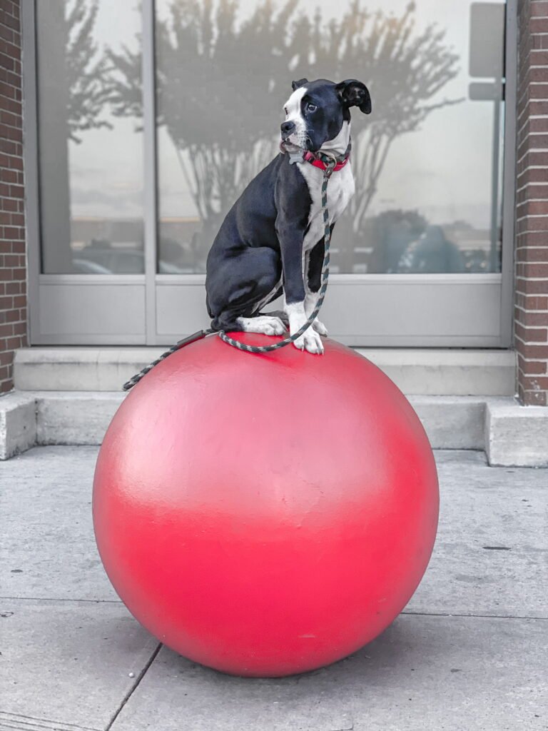 A dog sitting on a large red sphere outside a storefront