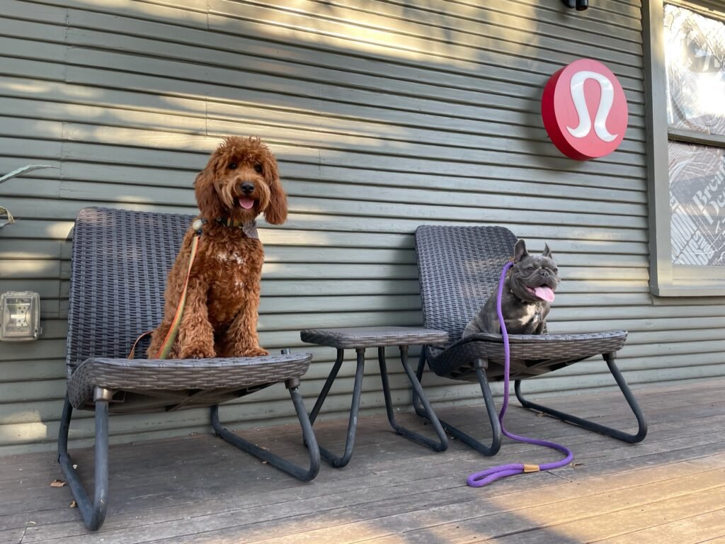 Two dogs sitting on outdoor seating beside a storefront