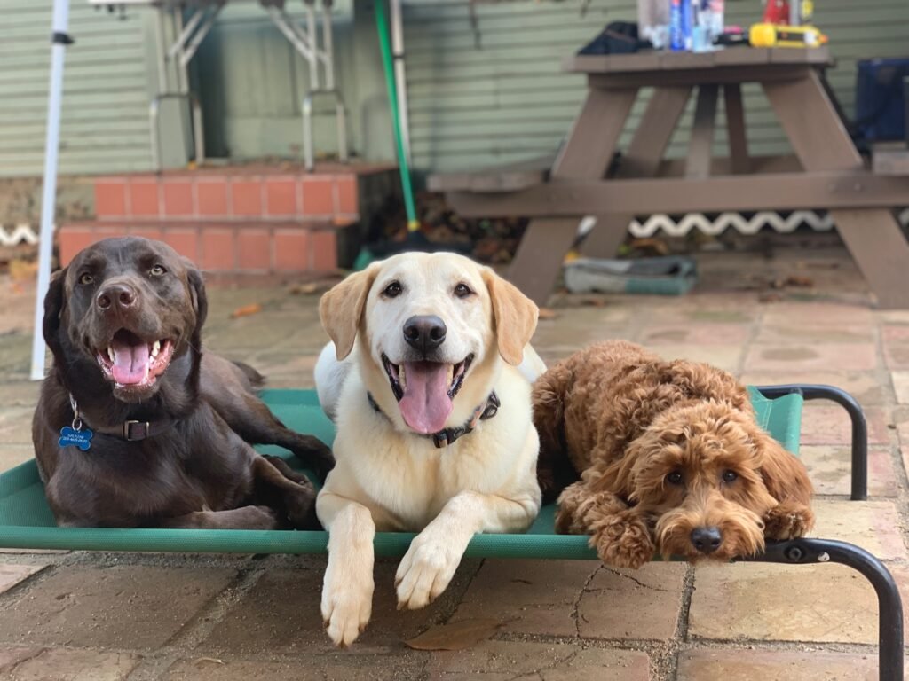 Three dogs resting together on a raised cot