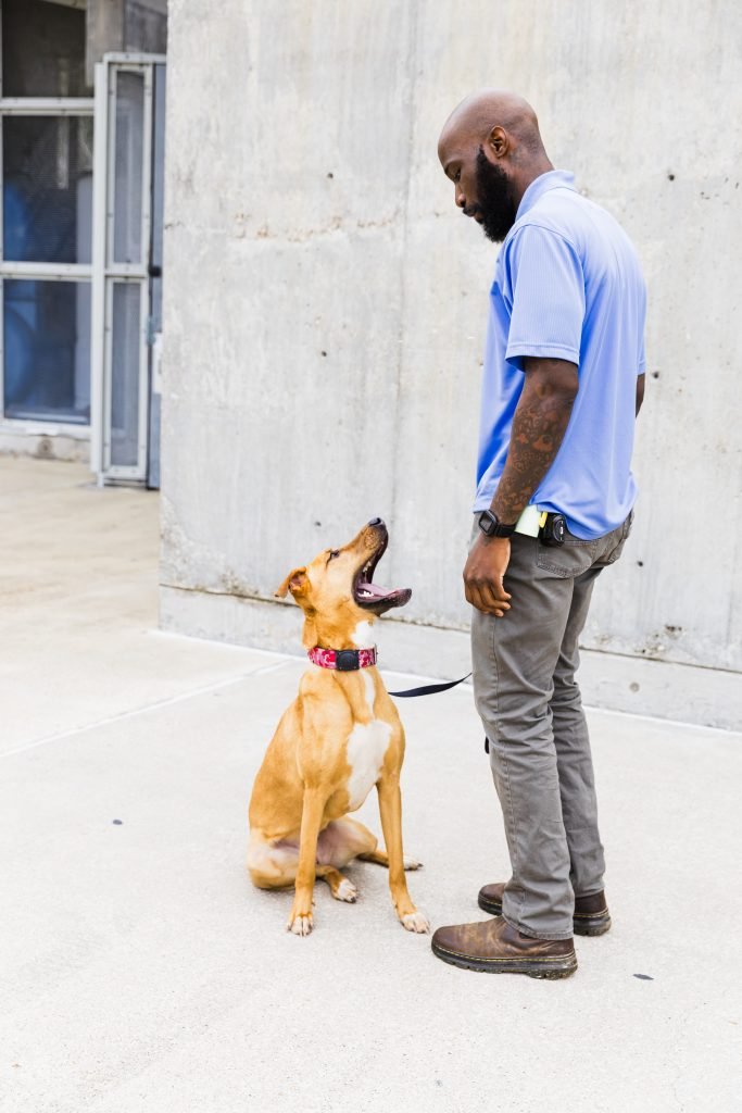 Anthony Mason working with a dog at Good Daweg Anthony Mason working with a dog at Good Daweg
